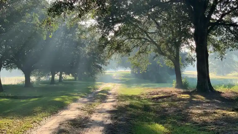 Warm sunlight seeps through leafy branches, casting dappled shadows on the rustic path. Morning mist clings to the forest…