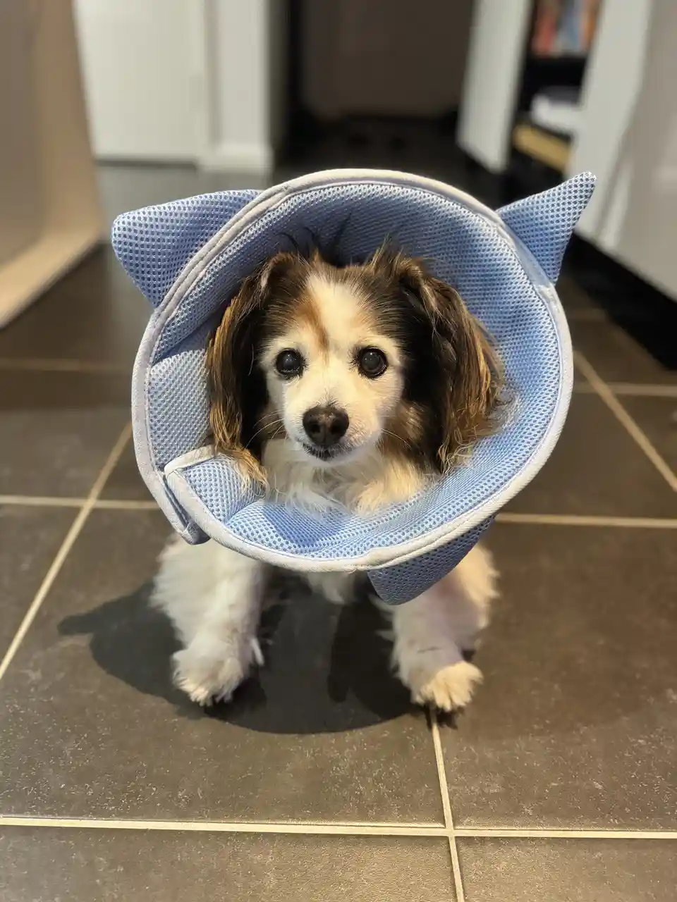 A small dog with brown and white fur sits on a tiled floor wearing a light blue, mesh cone collar with cat-ear-shaped tops…