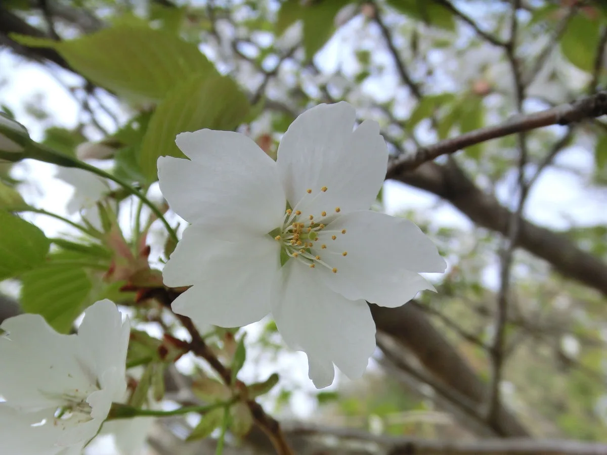 A close-up photograph of a single white flower with yellow stamens, likely a cherry blossom, on a branch with green leaves…