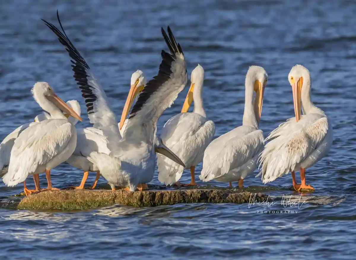 Majestic Pelicans: Nature's Graceful Flyers