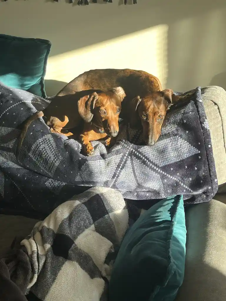 Two dachshunds are lying on a patterned blanket on a couch, bathed in sunlight streaming from a window. Their wide, pleading…