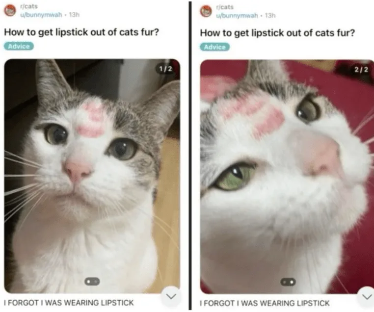 Two side-by-side images show a white and gray cat with pink lipstick smudges on its forehead. The top text asks 'How to get…