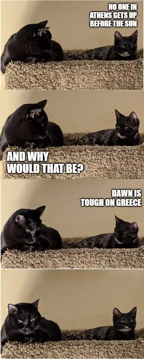 Four-panel meme featuring two black cats on a carpeted cat tree, progressively looking more annoyed as text overlays explain…