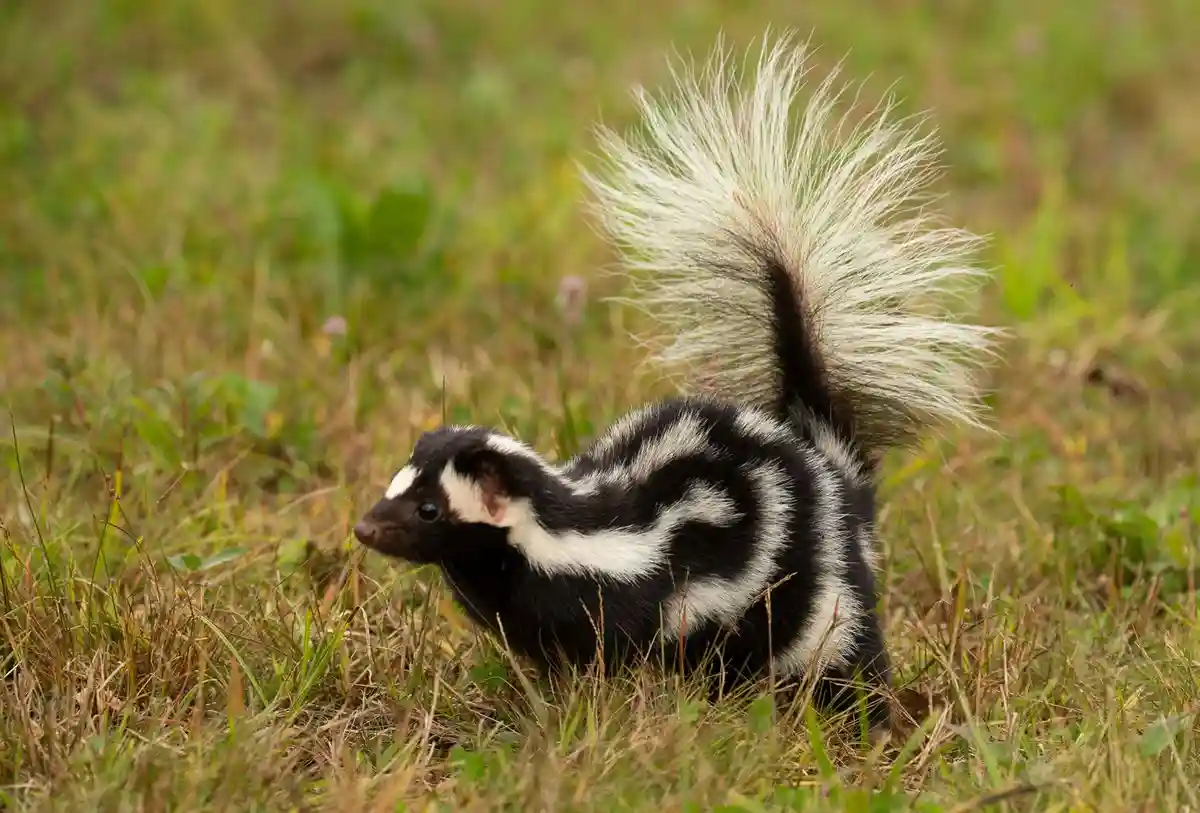 A young skunk with a black-and-white striped body and a large, bushy, white-tipped tail stands in a grassy field. The skunk…