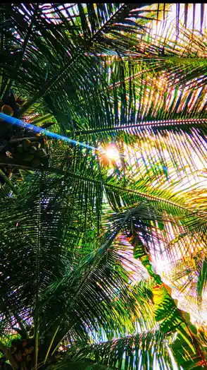 A vibrant, sun-drenched photo looking up through dense green palm fronds, with the sun shining brightly through the gaps…