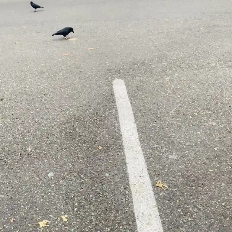 A photograph of two black birds on an asphalt road with a white painted line running diagonally across the frame. One bird…