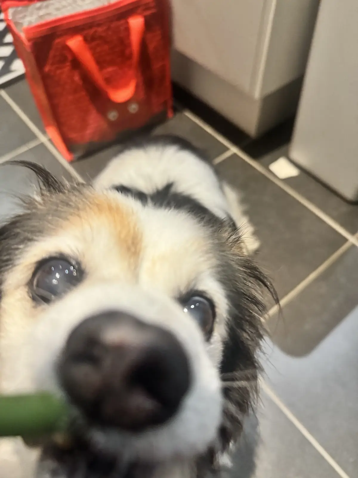 A close-up, low-angle photo of a dog with black, white, and tan fur looking up with large, pleading eyes. The dog's nose is…