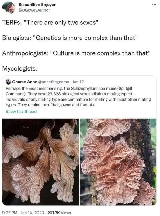 A meme image showing two photos of pinkish, fan-shaped fungi growing on tree bark. Overlaid text presents a humorous debate…
