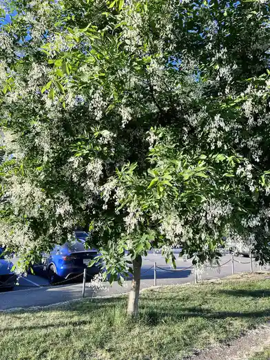 A tree with abundant white blossoms and green leaves stands in a grassy area next to a parking lot, partially obscuring a…