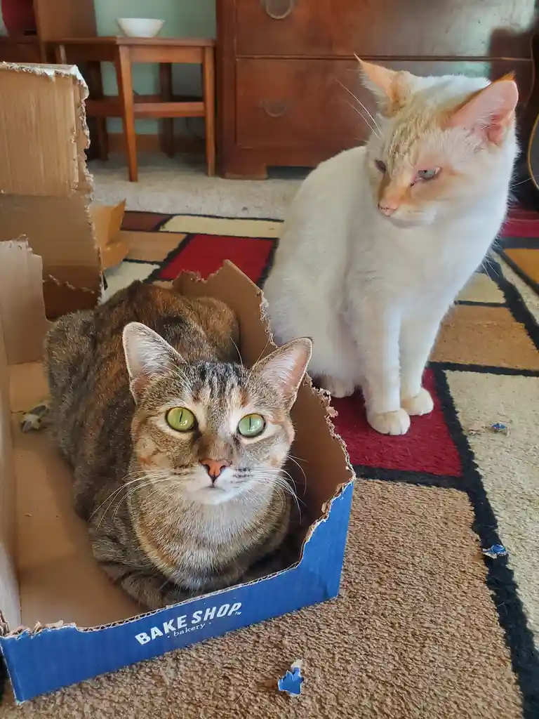 Just a Simple Meow to Brighten Your Day