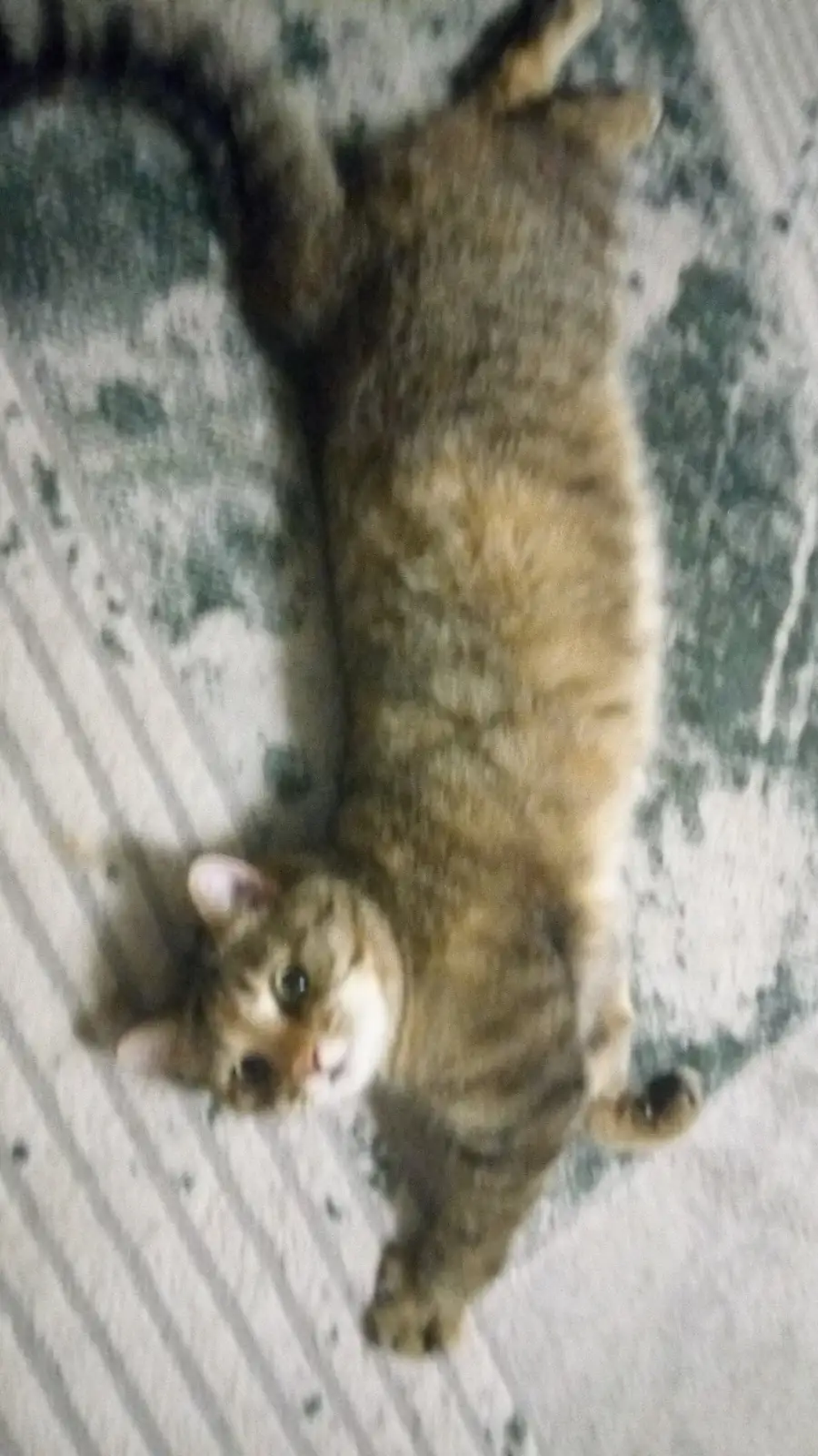 A blurry photo shows a tabby cat lying on its back on a patterned blanket, looking up at the camera with wide eyes. The…