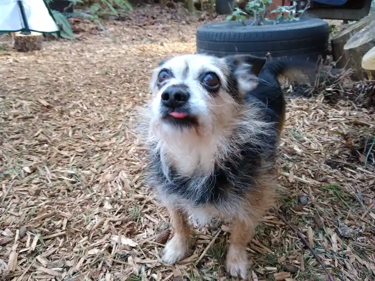 A small, scruffy dog with a white and black coat and tan markings stands on wood chip ground, looking up with wide, pleading…