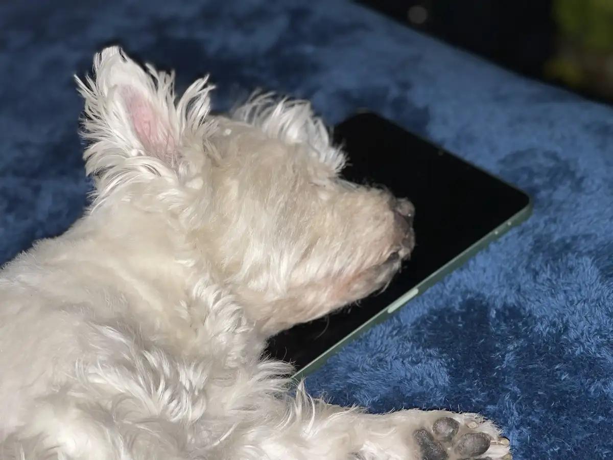 A fluffy white dog is sleeping soundly with its head resting on a black smartphone lying on a blue textured blanket. The…