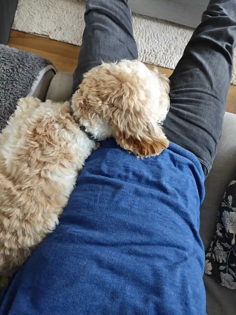 A fluffy, light brown and white dog is sleeping with its head resting on the chest of a person wearing a blue shirt and grey…