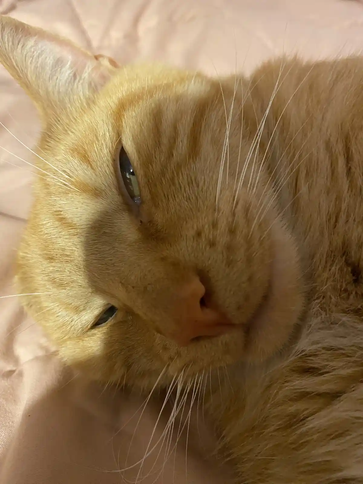 Biscuit's Daily Snapshot: A Furry Friend's Life in Pictures