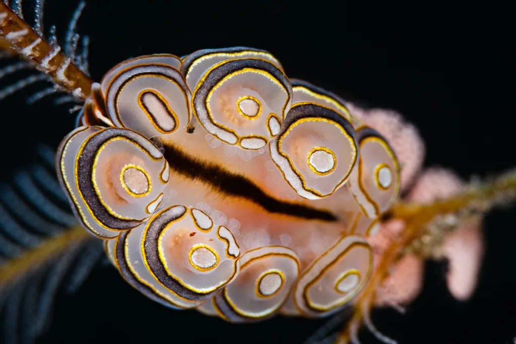 A close-up photograph of a colorful sea slug, likely a species of dorid nudibranch, clinging to a branch against a dark…