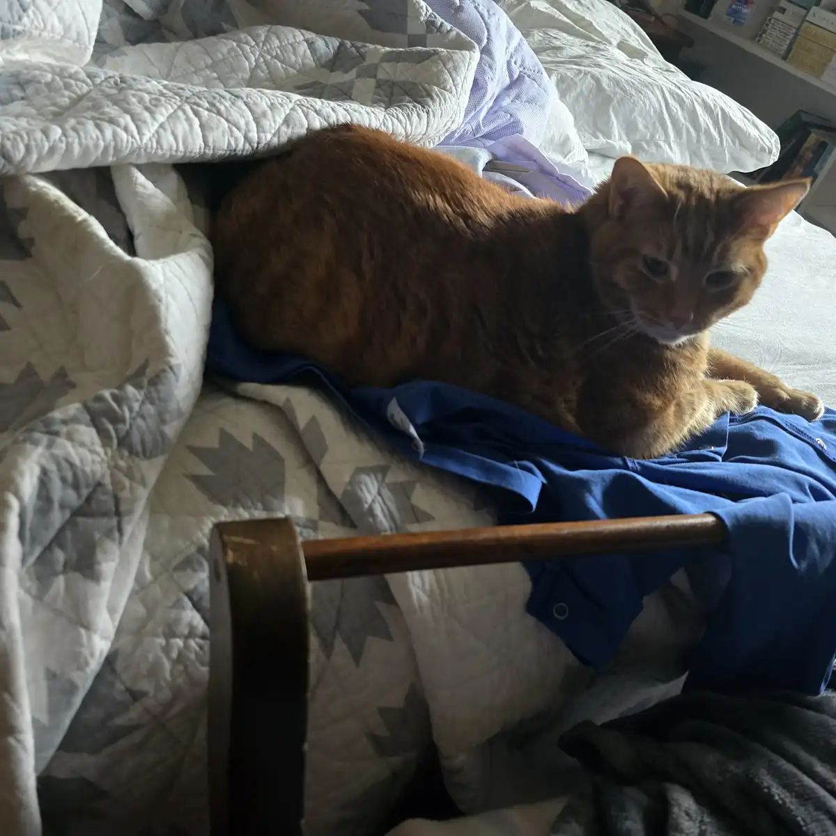 An orange tabby cat lies on a rumpled bed with a blue shirt and a white quilted blanket, looking directly at the camera with…