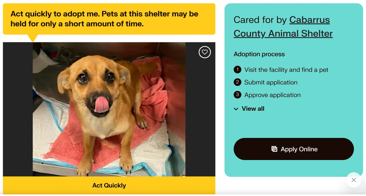 A light brown dog with large eyes and its tongue out sits on a red towel inside a shelter kennel. A yellow speech bubble…