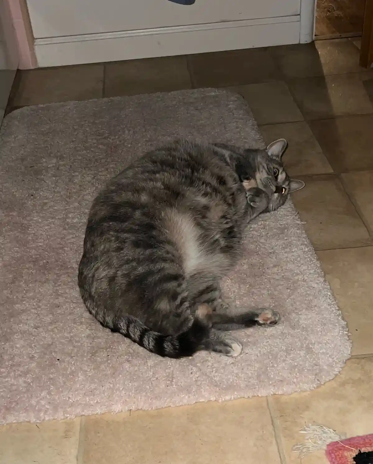 A gray tabby cat is curled up on a light pink rug on a tiled floor, looking at the camera with one paw raised near its face…