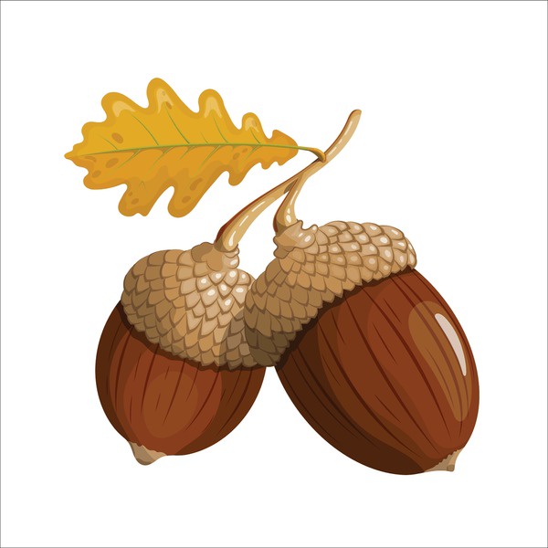 Two acorns with textured caps and brown shells are shown side by side, sharing a single stem that also holds a yellow oak…