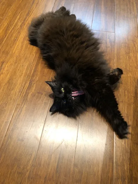 a fluffy black cat lies sprawled on its back on a wooden floor, legs splayed, mouth open with tongue out, looking relaxed…