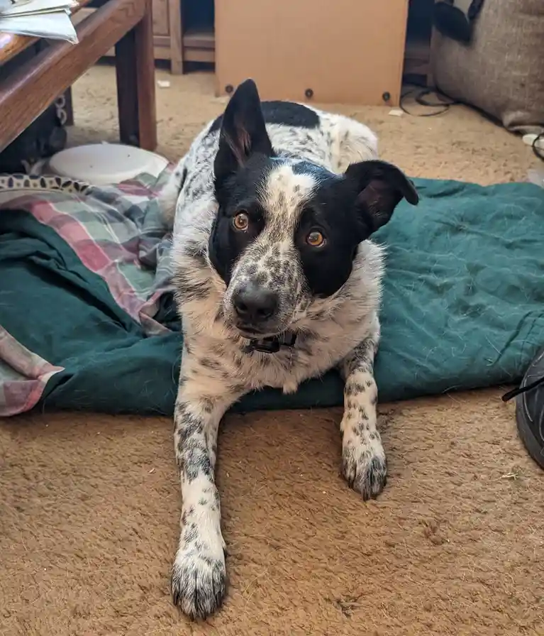 A black and white speckled dog with alert ears and brown eyes lies on a green dog bed on a brown carpet, looking directly at…