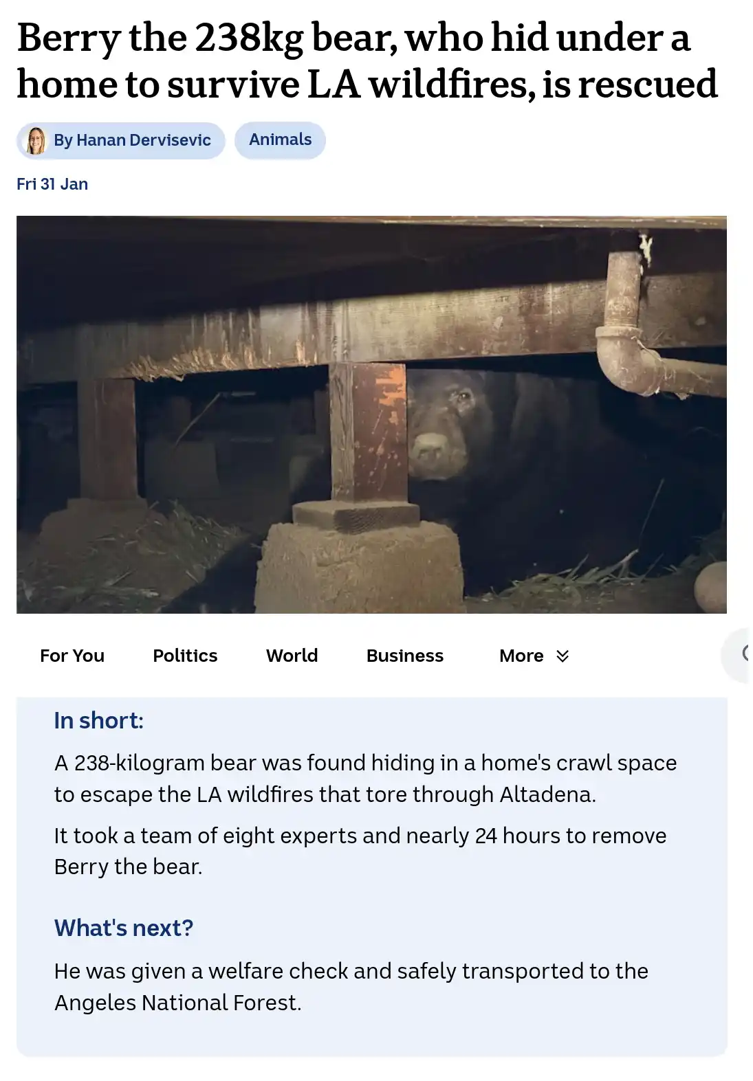 A large black bear is visible peeking out from a dark, cramped crawl space under a house, surrounded by wooden beams…