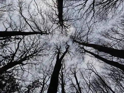 A low-angle shot looking up through bare, tangled tree branches against a pale, overcast sky. The image has no visible…
