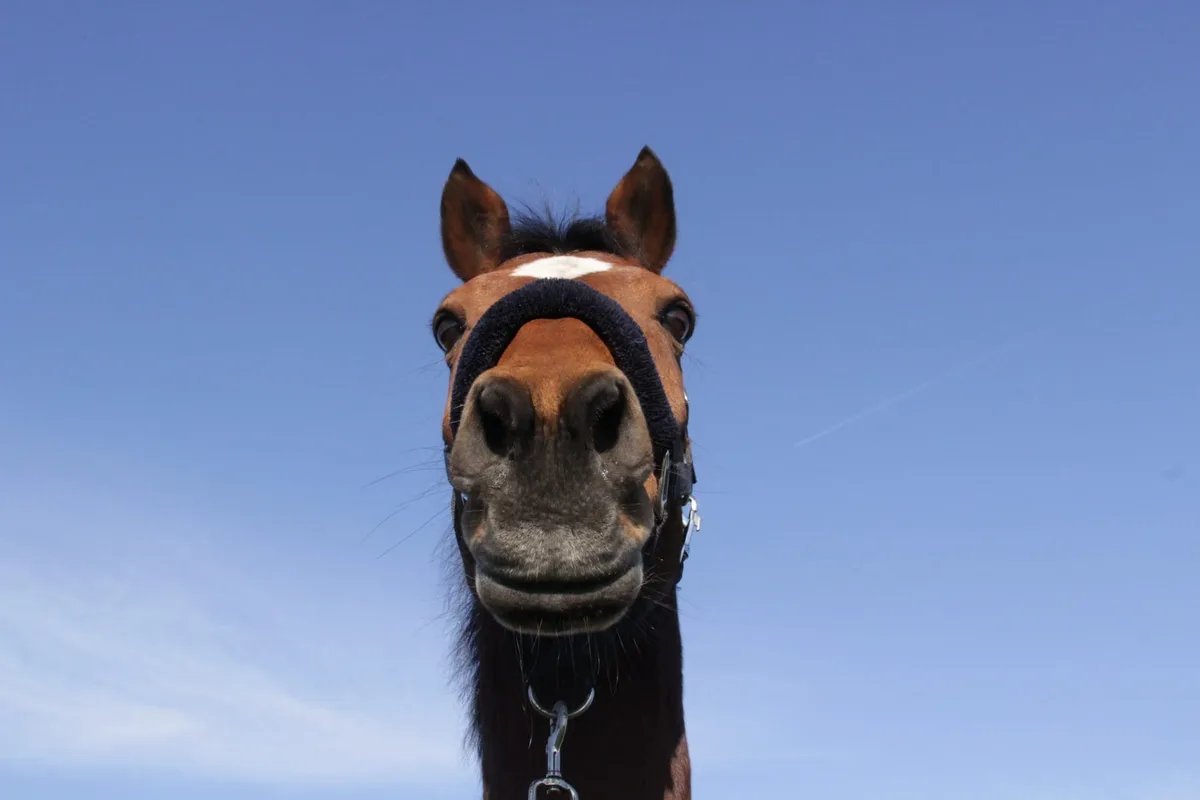 A close-up, low-angle shot of a brown horse with a white marking on its forehead, looking directly at the camera against a…