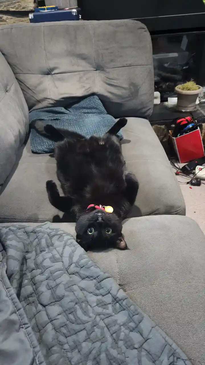A black cat lies on its back on a gray couch, looking up with wide eyes, wearing a red collar with a glowing tag. The text…