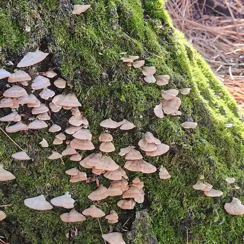 A close-up photo shows numerous small, light-brown, fan-shaped fungi growing densely on a moss-covered tree stump or log…