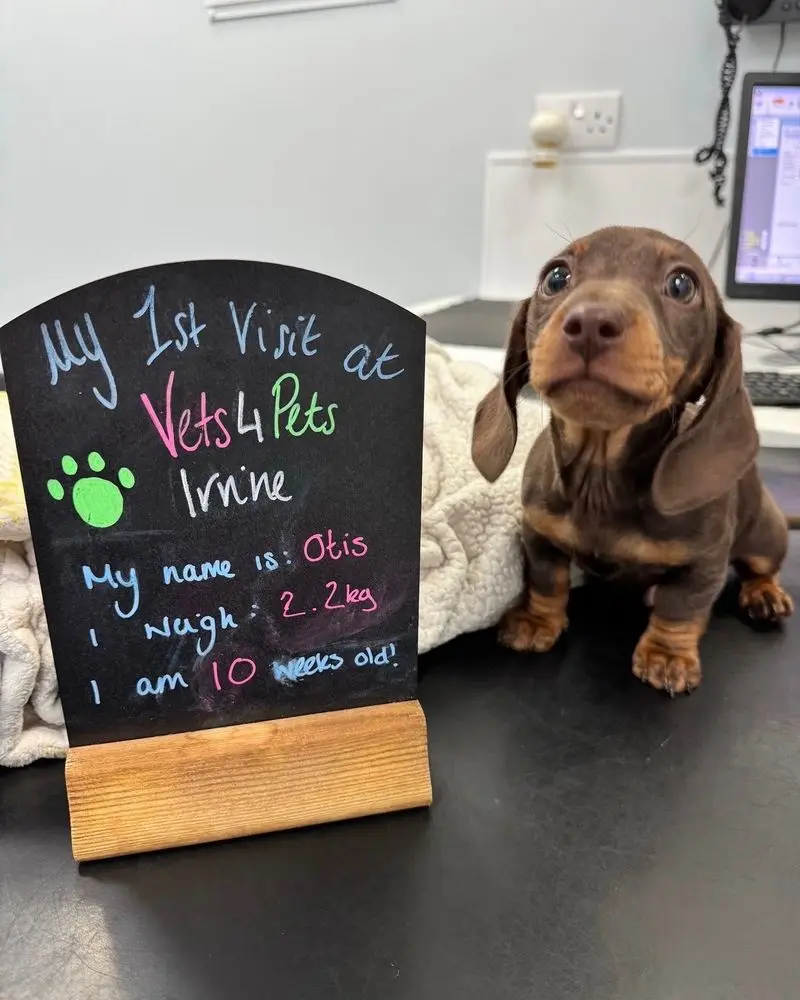 A small brown dachshund puppy with large, wide eyes sits on a dark surface next to a small chalkboard sign. The sign…