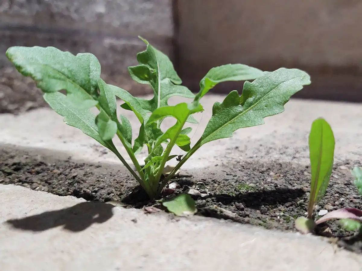 A small green plant with jagged leaves grows defiantly out of a crack in a concrete sidewalk, with dirt and gravel visible…