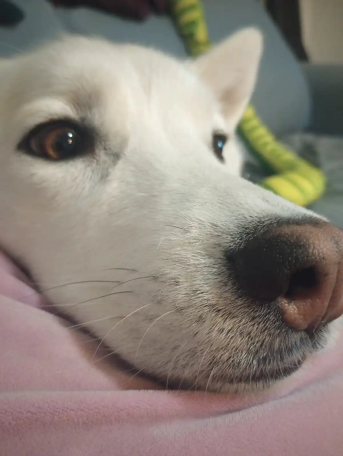 A close-up photo of a white dog's face resting on a pink blanket, looking directly at the camera with a calm, slightly…