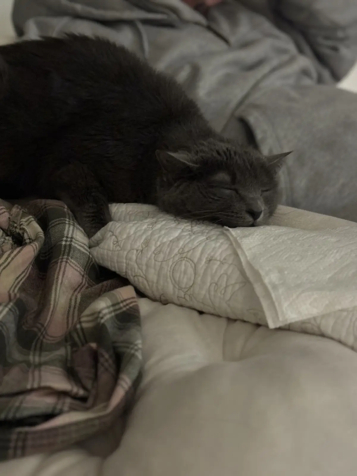 A black cat is sleeping soundly on a bed with rumpled gray and plaid blankets, its eyes closed and body relaxed. The…