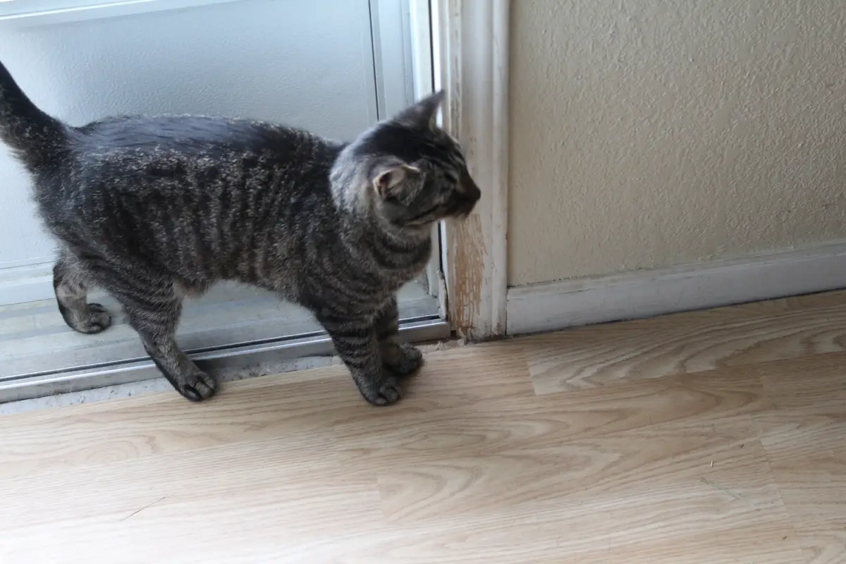 A gray tabby cat stands at the threshold of a glass door, looking intently at the crack between the door and the frame, with…