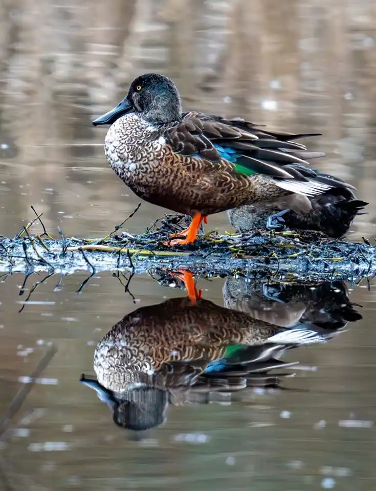 Just a Duck: Quacking Up the Day