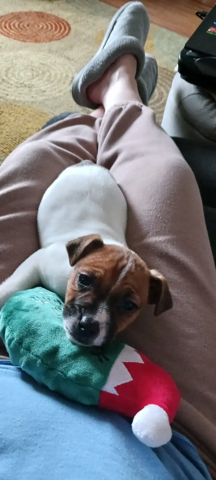 Meet Colt: Your New Favorite Companion!
