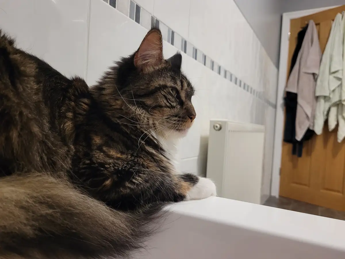 A fluffy brown tabby cat with white paws is lounging on a white bathroom countertop, looking off to the side with a relaxed…