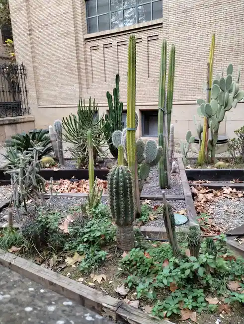 The vibrant cacti of Paraninfo: Nature's art!
