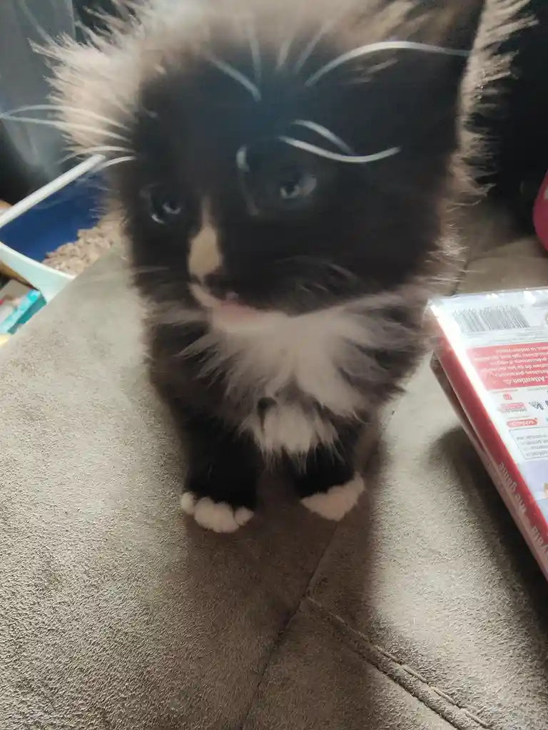 A close-up photo of a fluffy black and white kitten sitting on a brown couch, looking directly at the camera with a slightly…