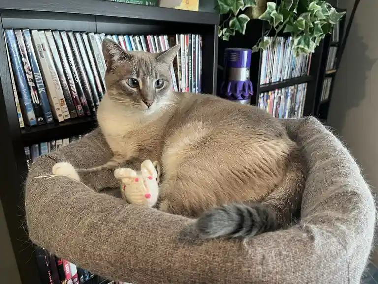 Daily Cat Chronicles: Ivy's Christmas Present Edition - Day 360!