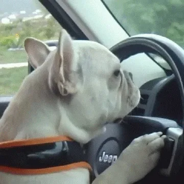A six-panel image sequence shows a light-colored French bulldog wearing a black and orange harness, sitting in the driver's…