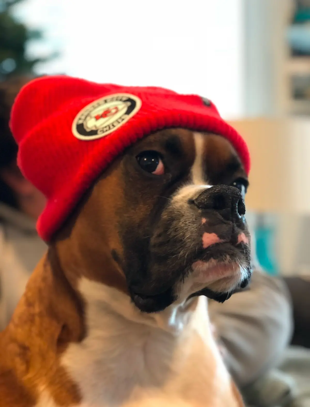 A brown and white boxer dog wears a red beanie with a Kansas City Chiefs logo, looking off to the side with a skeptical or…