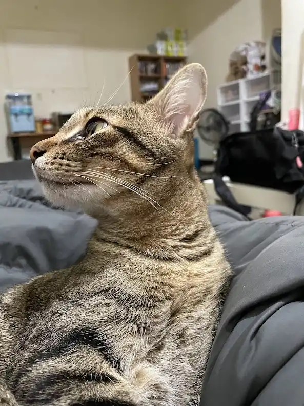 a tabby cat with brown and black stripes sits on a gray blanket, looking upward with a calm, slightly smug expression. The…