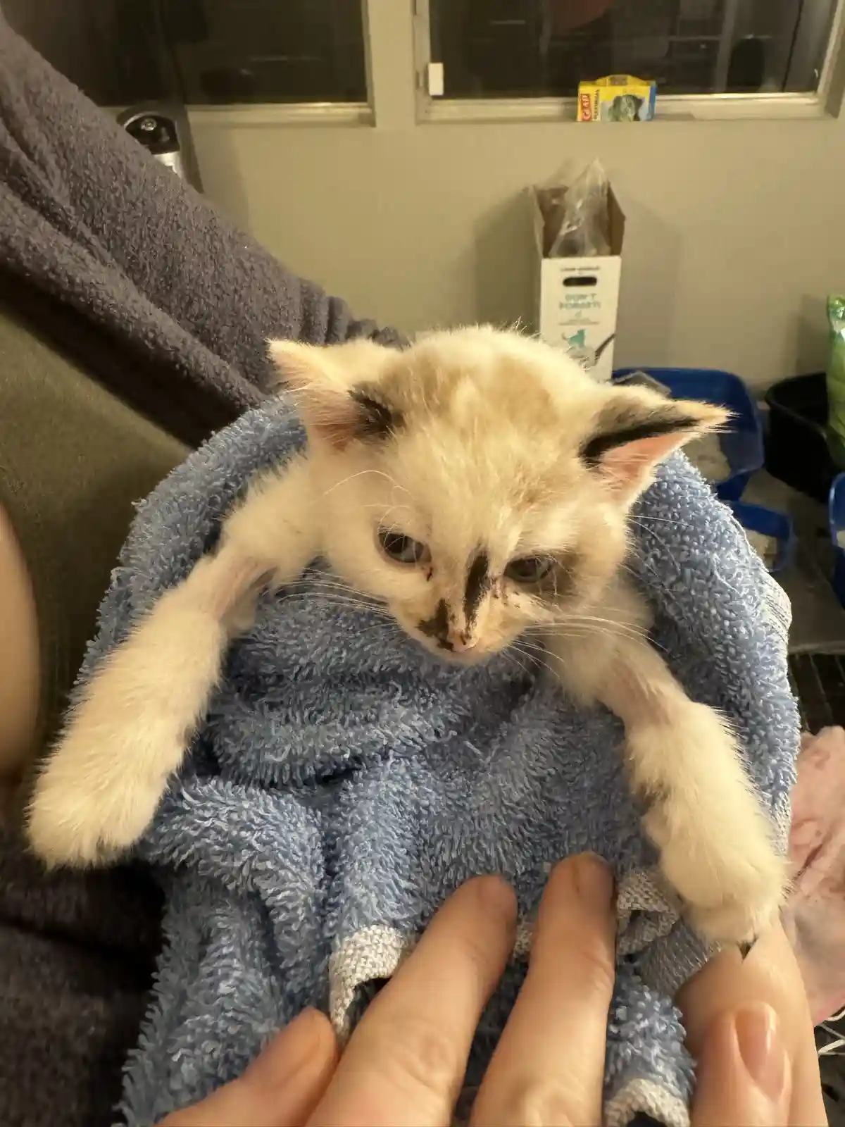 Beware of the Fierce Attack Kitten!