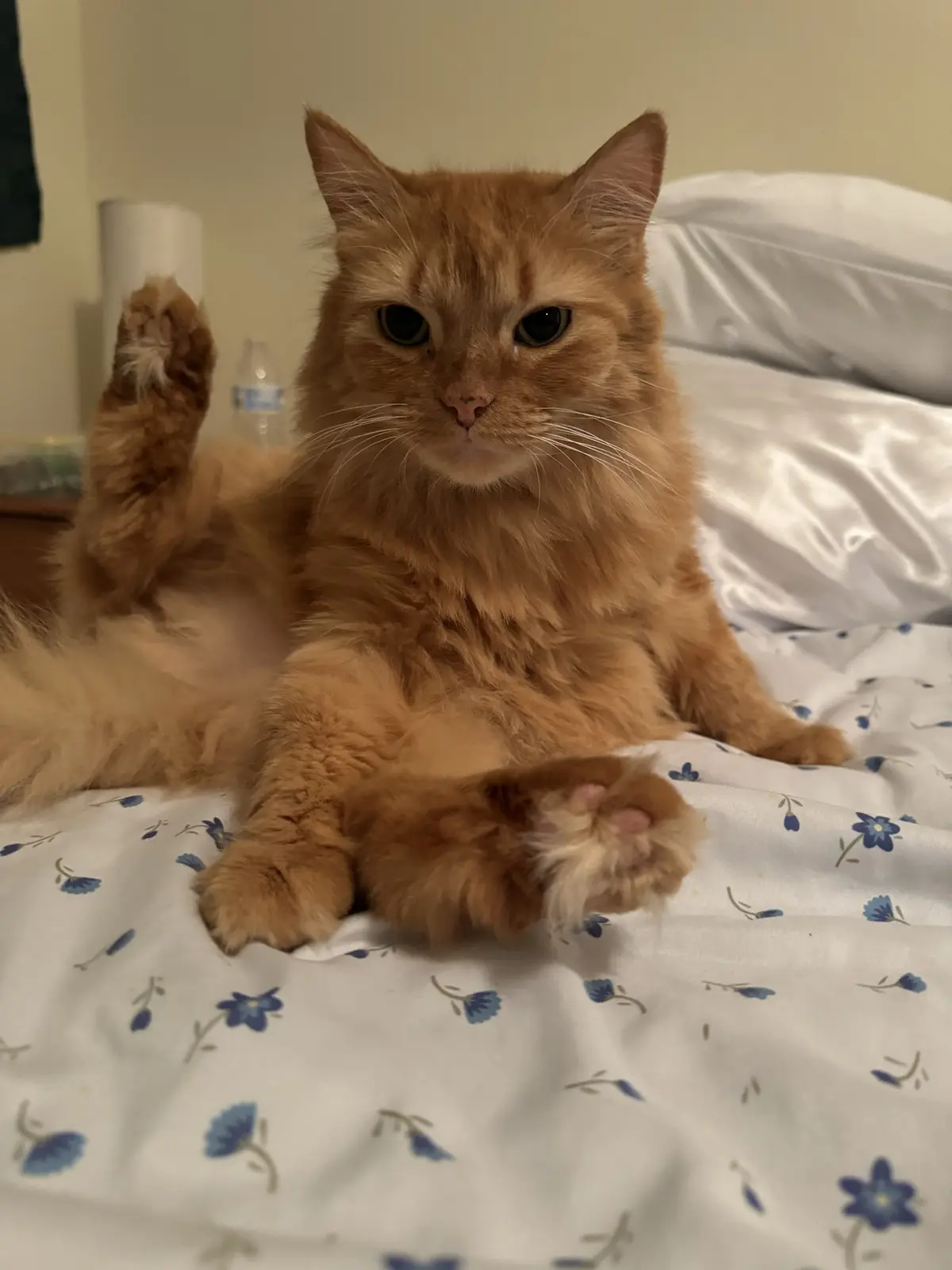 A fluffy orange tabby cat lies on a bed with a blue floral pattern, one paw raised and the other resting, looking directly…