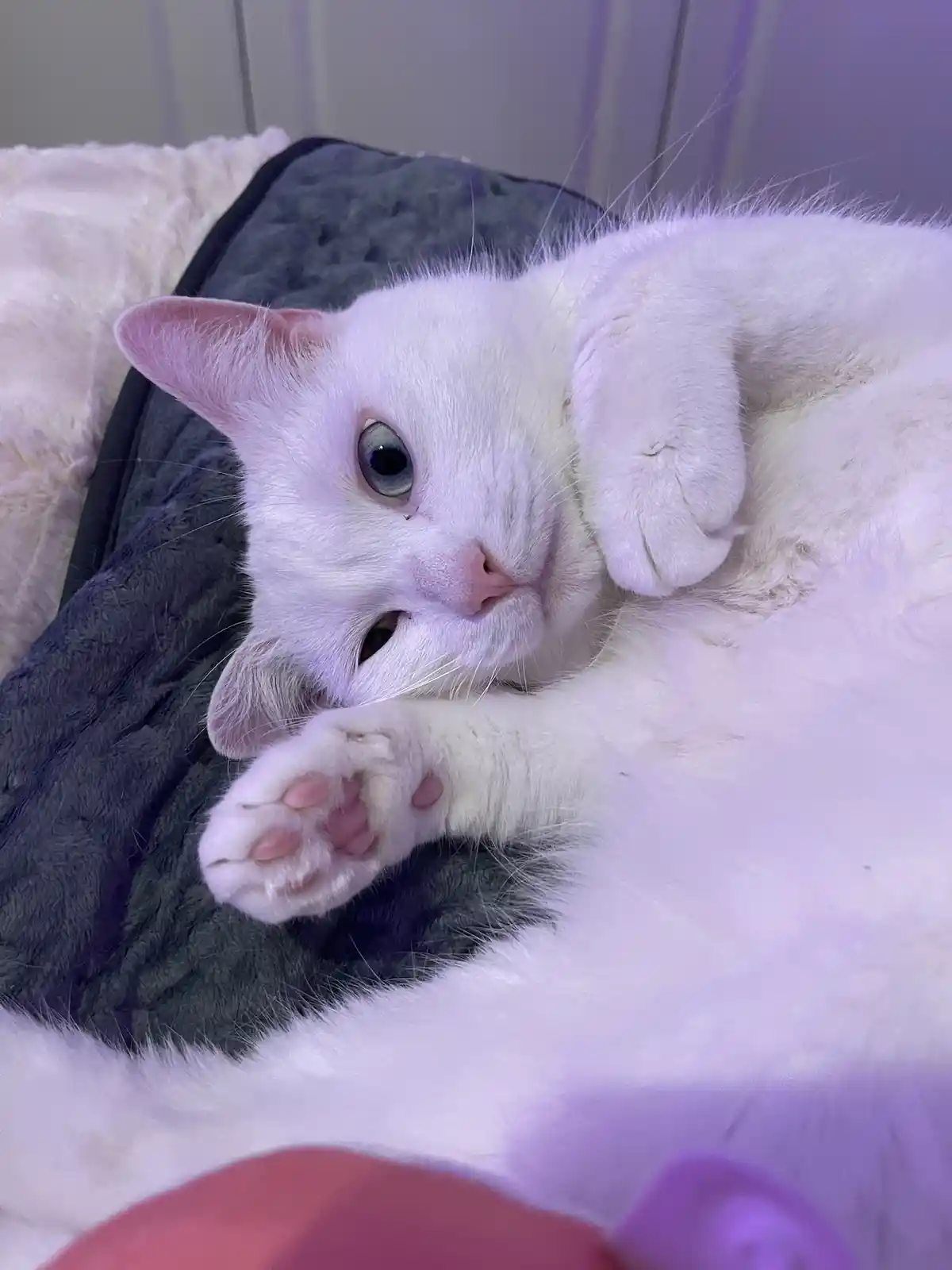 A white cat with one visible blue eye and one hidden eye lies on a dark gray blanket, one paw raised and resting near its…
