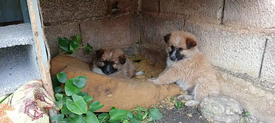 Two fluffy brown puppies with black muzzles sit in a rough concrete corner, one resting its head on a dirt mound while the…