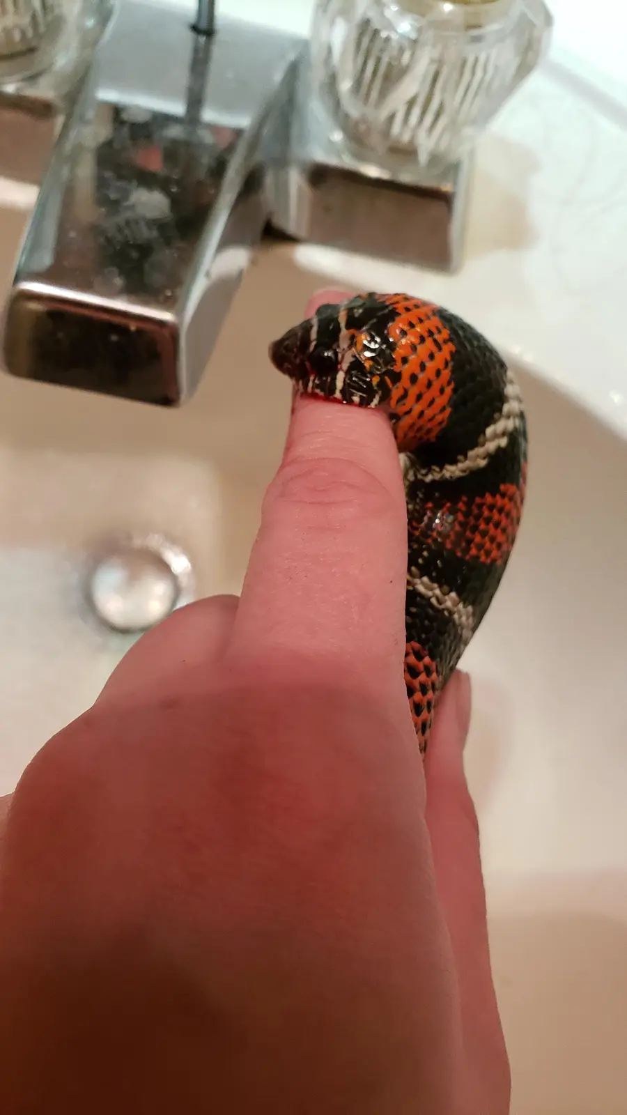 A person's finger holds a small, colorful snake with black, orange, and white patterns over a bathroom sink, with a chrome…
